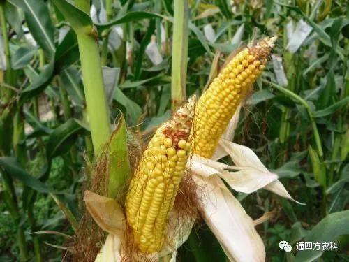 ���׶d���c�՗U��ԭ����