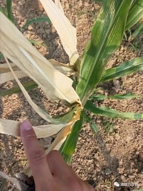 ���쵽����������ģʽ���_������������ɶΣ��������A(y��)����