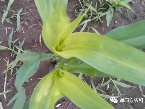 ���הQ����ô�k����ץ�o��Q��Ӱ푮a(ch��n)��!!!